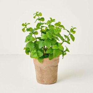 Garden | Potted Mint Plant Decor Garden