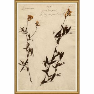 Wall Art | Pressed Floral II Decor Wall Art