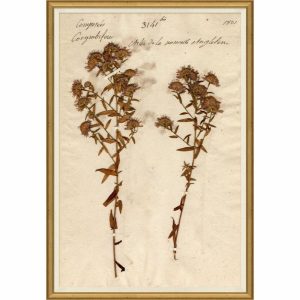 Wall Art | Pressed Floral XII Decor Wall Art